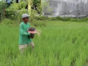 Kelangkaan Pupuk di Subang Jadi Dilema Bagi Petani