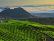 Mengenal Subang, Kabupaten Tetangga Dekat Bandung