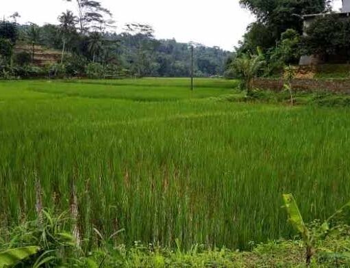 Harga Beras di Subang Sentuh 15 Ribu per Liter, Warga Subang Teriak Kata-Kata Motivasi Hari ini 9 Maret 2024