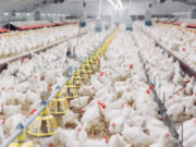 Rahasia Sukses Peternak Ayam di Subang: Strategi Analisis Penjualan yang Bikin Untung Besar! Rahasia Sukses Peternak Ayam di Subang