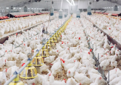 Rahasia Sukses Peternak Ayam di Subang: Strategi Analisis Penjualan yang Bikin Untung Besar! Rahasia Sukses Peternak Ayam di Subang