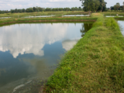 Peran Polres Subang dalam Mendukung Ketahanan Pangan Lokal dalam Budidaya Ikan Peran Polres Subang dalam Mendukung Ketahanan Pangan