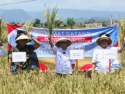 Prabowo dan Kang Akur Panen Raya Serentak: Langkah Nyata Menuju Kedaulatan Pangan Panen Raya Serentak 2025