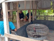 Polsek Patokbeusi Bongkar Arena Judi Sabung Ayam di Rancabango penggerebekan judi sabung ayam Subang