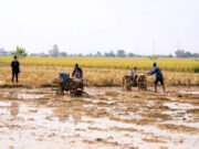 Percepatan Tanam di Indramayu dan Subang, Strategi Kementan Genjot Produksi Nasional percepatan tanam Indramayu Subang
