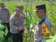 Polres Subang Siap Kawal Panen Raya Jagung 2025 Lewat Gladi Bersih Virtual Panen Raya Jagung Subang 2025
