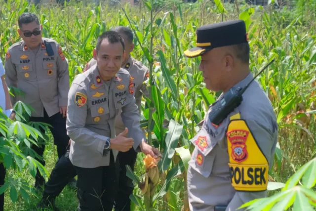 Panen Raya Jagung Subang 2025