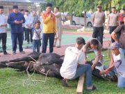 Polres Subang Tebar Daging, Warga Sumringah: Kurban 20 Ekor Bikin Hati Lega! Polres Subang bagikan hewan kurban