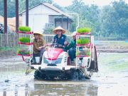 Subang Serius Jadi Lumbung Padi: “Kang Akur” Tanam Padi Bareng Alumni IPB, Pakai Alat Canggih! Contract Farming Subang 2025