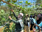 PT Dahana dan SMKN Cibogo Gelar Panen Perdana Sayur Oyong di Edupark Subang Panen perdana oyong Dahana