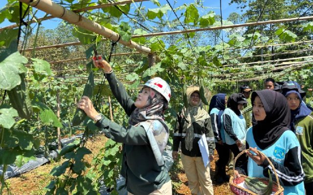 Panen perdana oyong Dahana