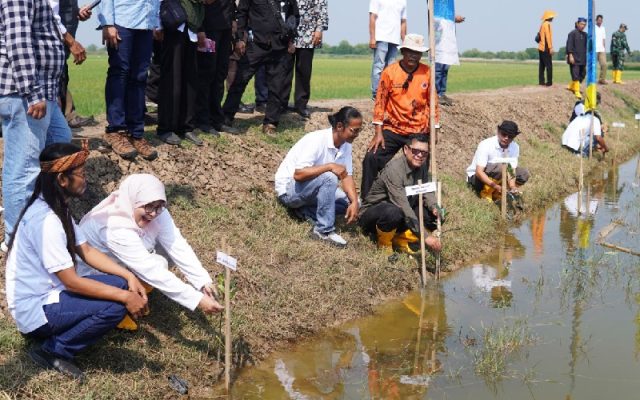 Taspen tanam mangrove di Subang