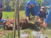 Drama Penyelamatan Sapi di Subang: Dua Hari Hilang, Ditemukan Hidup di Sumur 10 Meter Evakuasi sapi terjebak sumur Subang