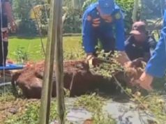 Drama Penyelamatan Sapi di Subang: Dua Hari Hilang, Ditemukan Hidup di Sumur 10 Meter Evakuasi sapi terjebak sumur Subang