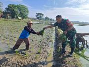 Babinsa Kodim 0605/Subang Dikerahkan Dukung Ketahanan Pangan Nasional Babinsa Kodim 0605/Subang ketahanan pangan