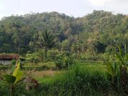 Hutan Sakral Subang Terancam: Warga Kehilangan Air, Hutan Disulap Jadi Kebun Kopi Hutan tutupan Subang Kuningan