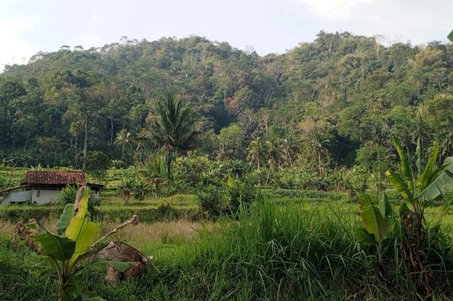 Hutan tutupan Subang Kuningan