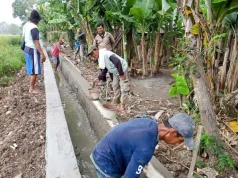 Program Oplah Pertanian di Ciasem Capai 50 Persen, Fokus pada Perbaikan TPT Program Optimalisasi Lahan Pertanian Ciasem