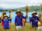 Petani Subang Belajar Adaptasi Iklim Lewat Sekolah Lapang BMKG Sekolah Lapang Iklim BMKG Subang