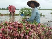 Harga Pangan di Pasar Baru Subang Bergejolak, Cabai Merah Tembus Rp40.000 Harga sayur Pasar Baru Subang
