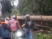 Cuaca Buruk Tumbangkan Pohon di Jalancagak, Dua Pemotor Jadi Korban Pohon tumbang Subang
