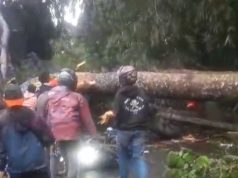 Cuaca Buruk Tumbangkan Pohon di Jalancagak, Dua Pemotor Jadi Korban Pohon tumbang Subang