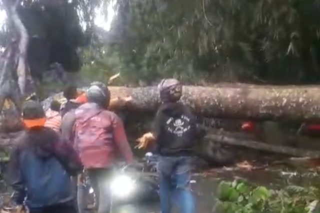 Pohon tumbang Subang