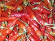 Harga Cabai di Pasar Baru Subang Turun Drastis di Akhir Maret 2026 Harga Cabai di Pasar Baru Subang