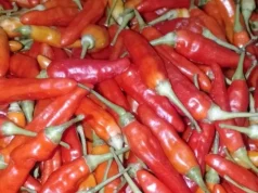 Harga Cabai di Pasar Baru Subang Turun Drastis di Akhir Maret 2026 Harga Cabai di Pasar Baru Subang