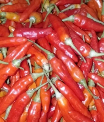 Harga Cabai di Pasar Baru Subang Turun Drastis di Akhir Maret 2026 Harga Cabai di Pasar Baru Subang