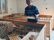 Kisah Sukses Budidaya Jangkrik: Santri Subang Biayai Kuliah Sendiri budidaya jangkrik