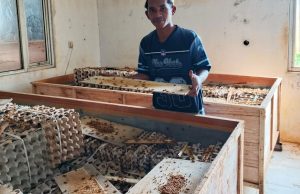 Kisah Sukses Budidaya Jangkrik: Santri Subang Biayai Kuliah Sendiri budidaya jangkrik