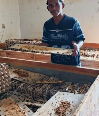 Kisah Sukses Budidaya Jangkrik: Santri Subang Biayai Kuliah Sendiri budidaya jangkrik