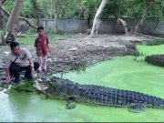 Blanakan: Jejak Pesisir Subang, Antara Legenda Buaya dan Nafas Nelayan