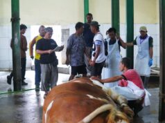 Sekda Subang Tinjau Qurban Sapi Presiden di RPH Qurban Sapi Presiden Subang