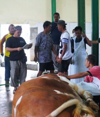 Sekda Subang Tinjau Qurban Sapi Presiden di RPH Qurban Sapi Presiden Subang