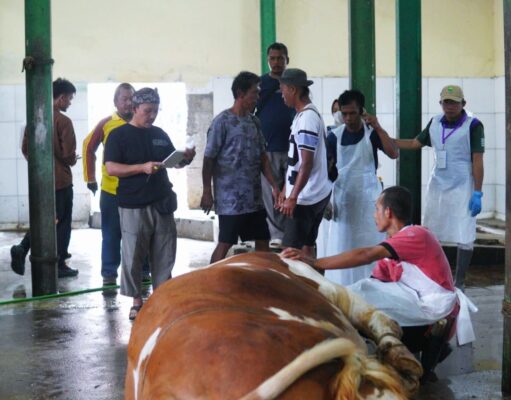 Sekda Subang Tinjau Qurban Sapi Presiden di RPH Qurban Sapi Presiden Subang
