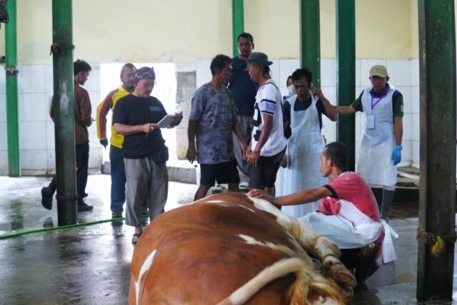 1000956580 Qurban Sapi Presiden Subang