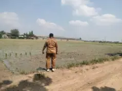 Petani Ciasem Percepat Tanam Padi Hadapi El Nino Percepatan tanam padi