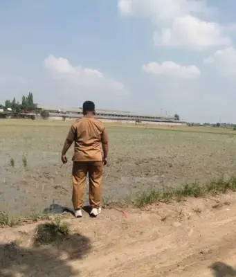Petani Ciasem Percepat Tanam Padi Hadapi El Nino Percepatan tanam padi