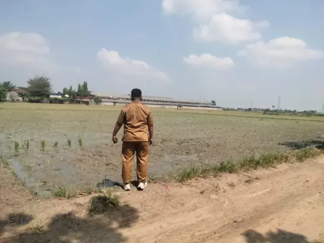 Percepatan tanam padi