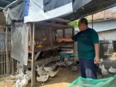 BUMDes Jatayu Kelola Dana Desa Kotasari Dana Desa Kotasari