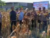 Polsek Binong Panen Jagung Dukung Ketahanan Pangan Ketahanan Pangan Polsek Binong