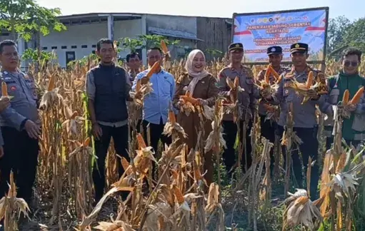 Polsek Binong Panen Jagung Dukung Ketahanan Pangan Ketahanan Pangan Polsek Binong