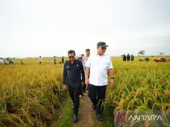Teknologi Nuklir Padi Tingkatkan Hasil Panen Subang teknologi nuklir padi Subang