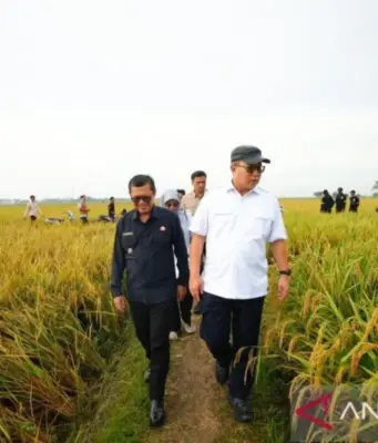Teknologi Nuklir Padi Tingkatkan Hasil Panen Subang teknologi nuklir padi Subang