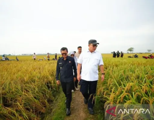 Teknologi Nuklir Padi Tingkatkan Hasil Panen Subang teknologi nuklir padi Subang
