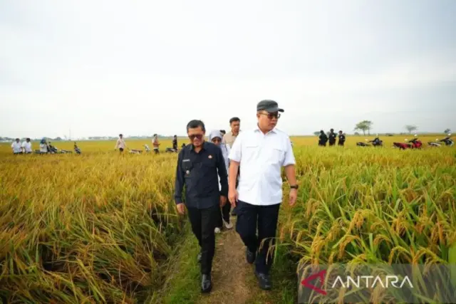 teknologi nuklir padi Subang
