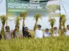 Wabup Subang Panen Benih Padi Unggul Hasil Riset BRIN benih padi unggul BRIN