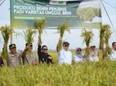 Wabup Subang Panen Benih Padi Unggul Hasil Riset BRIN benih padi unggul BRIN